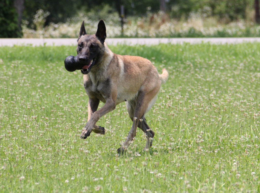 AnimalstoreXL Kong Extreme Rubber Zwart Small
