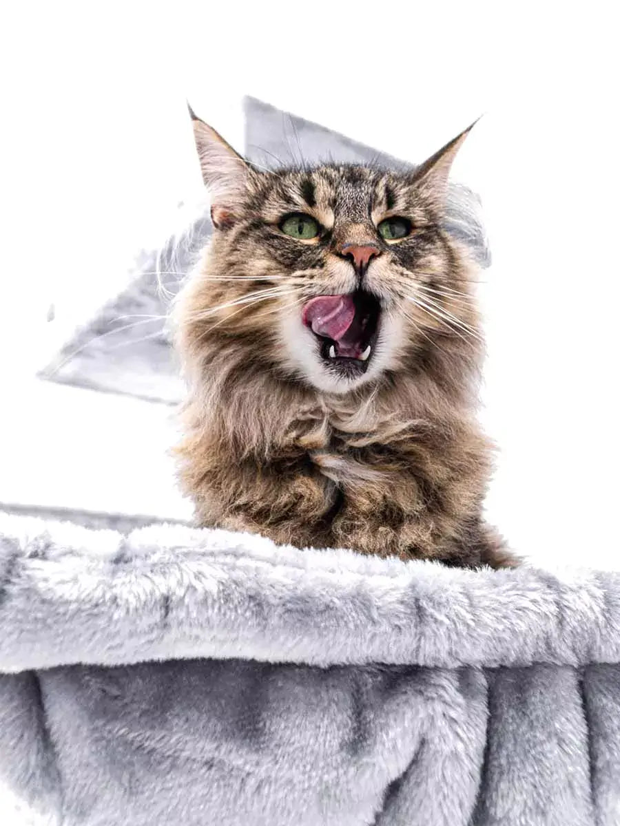AnimalstoreXL Petrebels Krabpaal Lucky Bastards Parklane 175 Grey