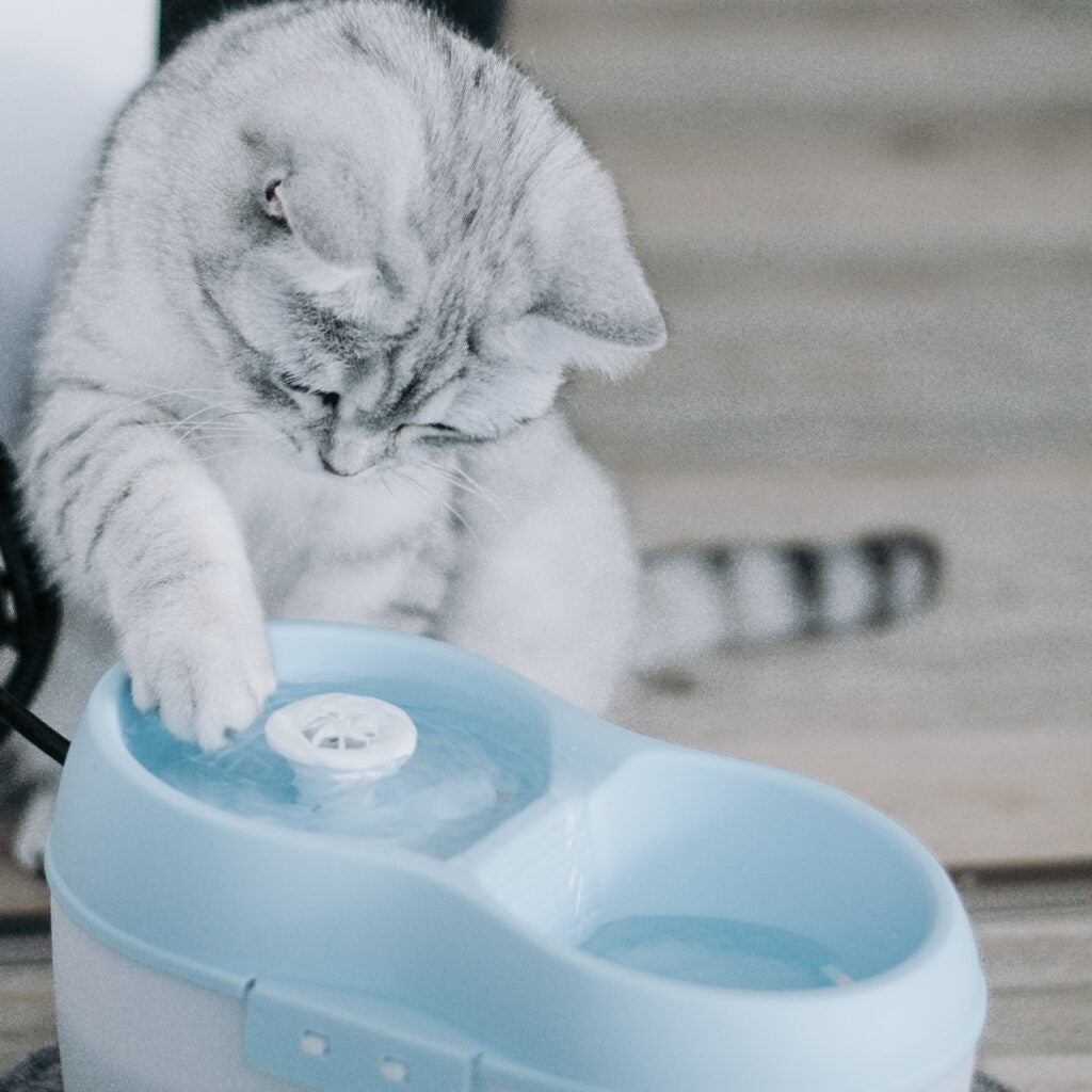 AnimalstoreXL Kat Waterfontein + Waterfilter