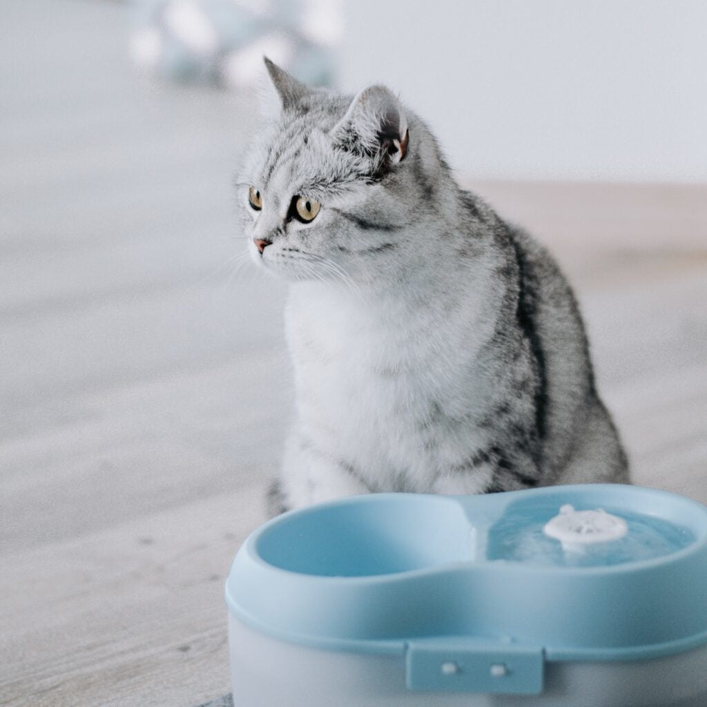 AnimalstoreXL Kat Waterfontein + Waterfilter