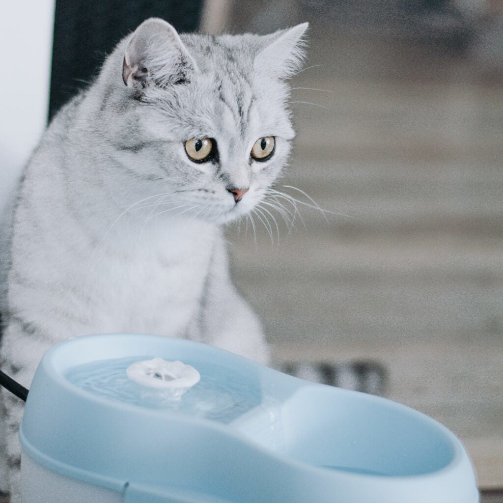 AnimalstoreXL Kat Waterfontein + Waterfilter
